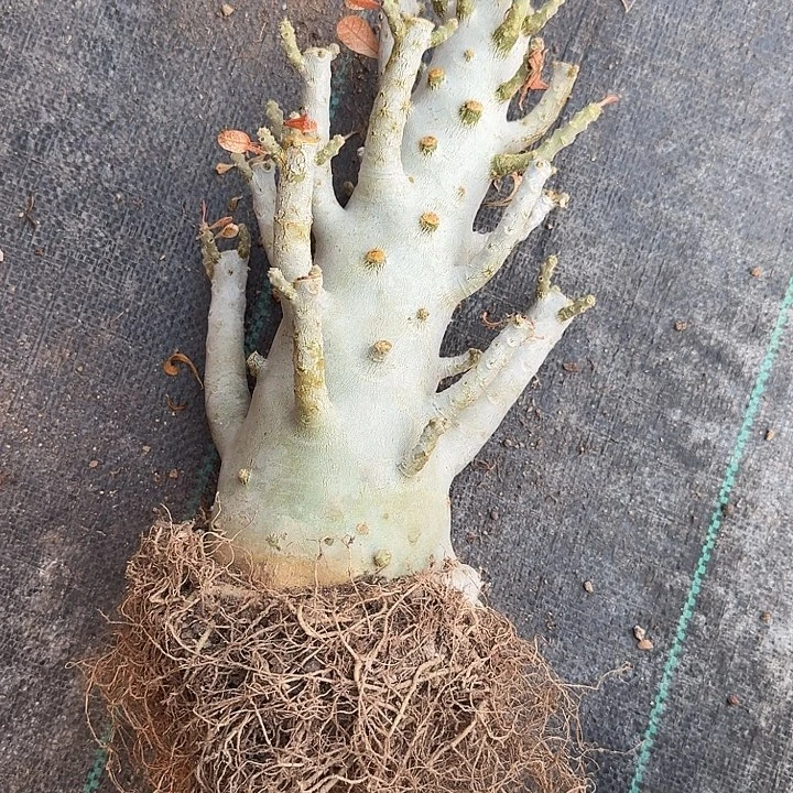 多肉植物普通巨流桑