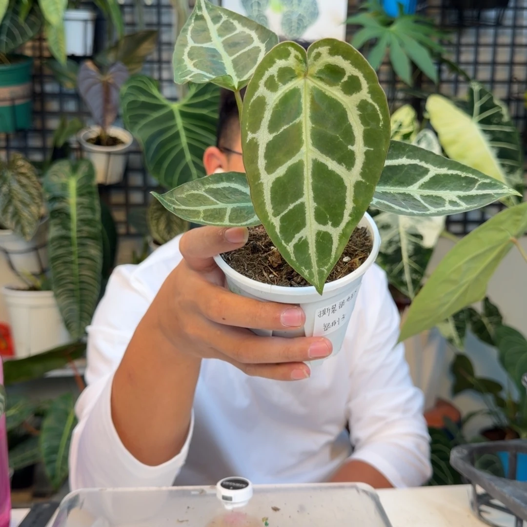 完全开放Q15黑贝斯杂绿丝绒