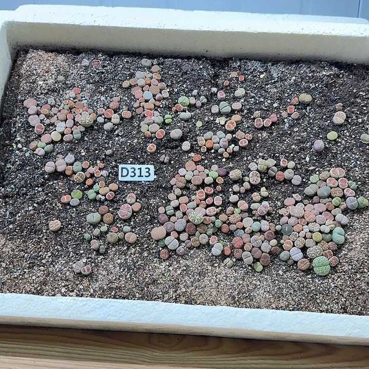 生313石花整筐脱土发货