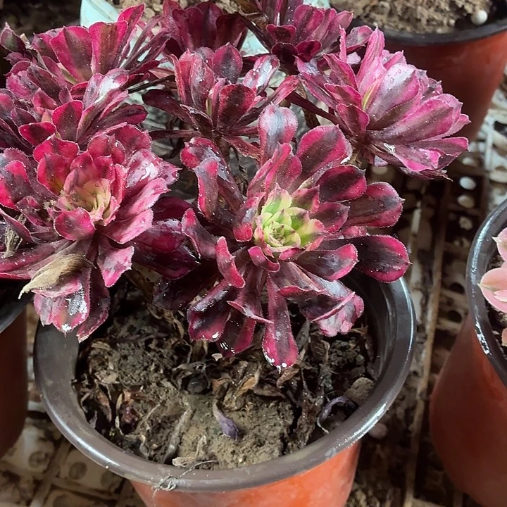 小红铜一棵拼单福利