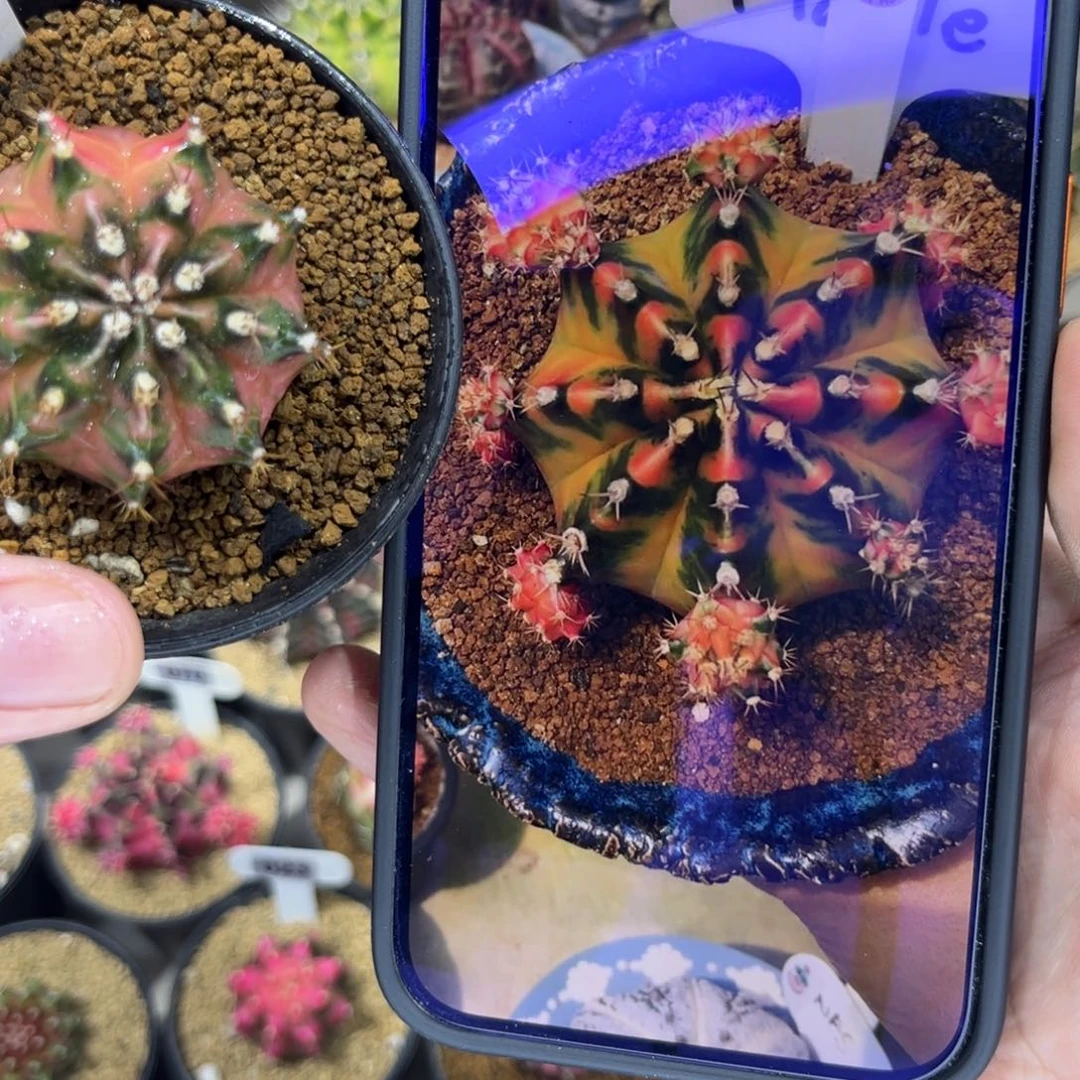 as枫叶——/———————