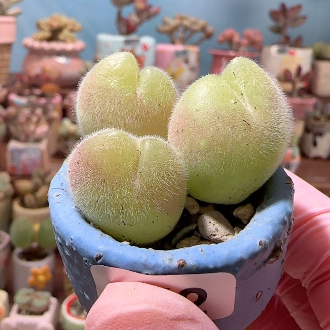 毛翠滴  盆口2.5cm