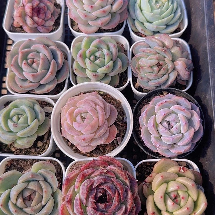 花时光精品多肉18