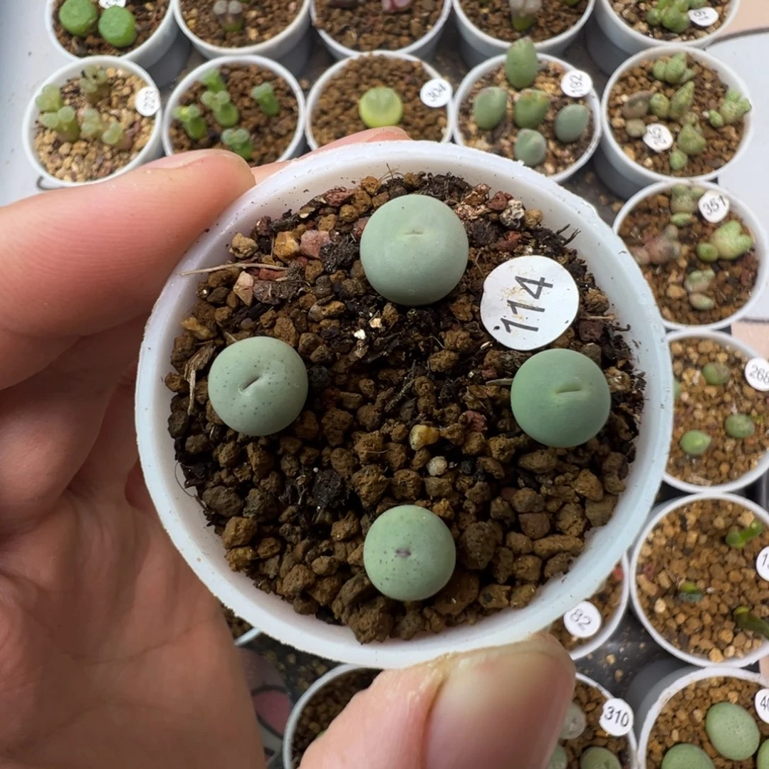 P嘴一颗脱土1140000