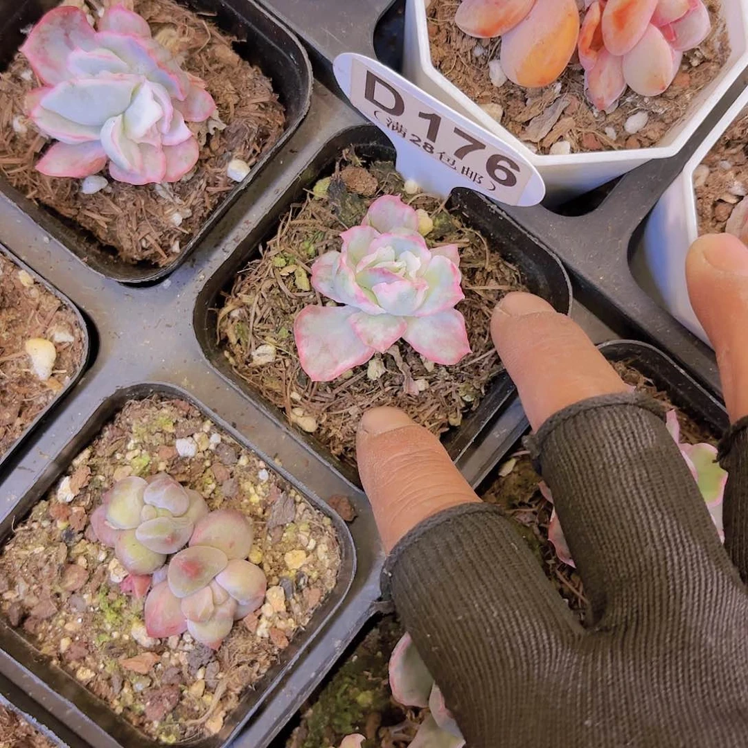 D176伯克利锦一物一拍