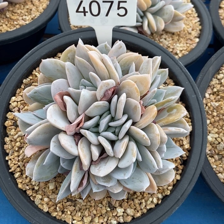 翰***妈4075。      雪特。