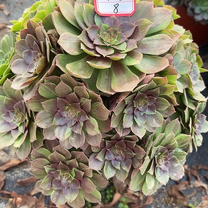 花月夜多肉法师不包损8