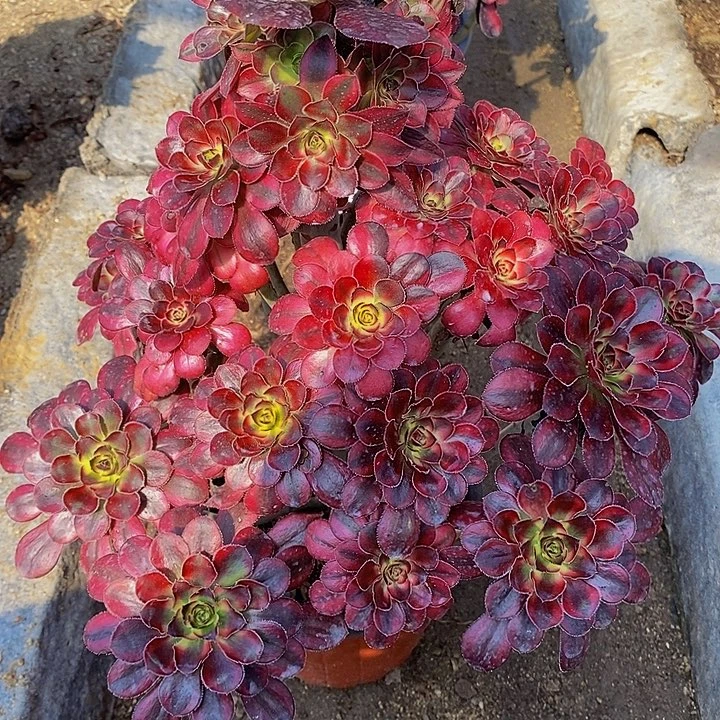 二***姨多肉植物香奈儿600