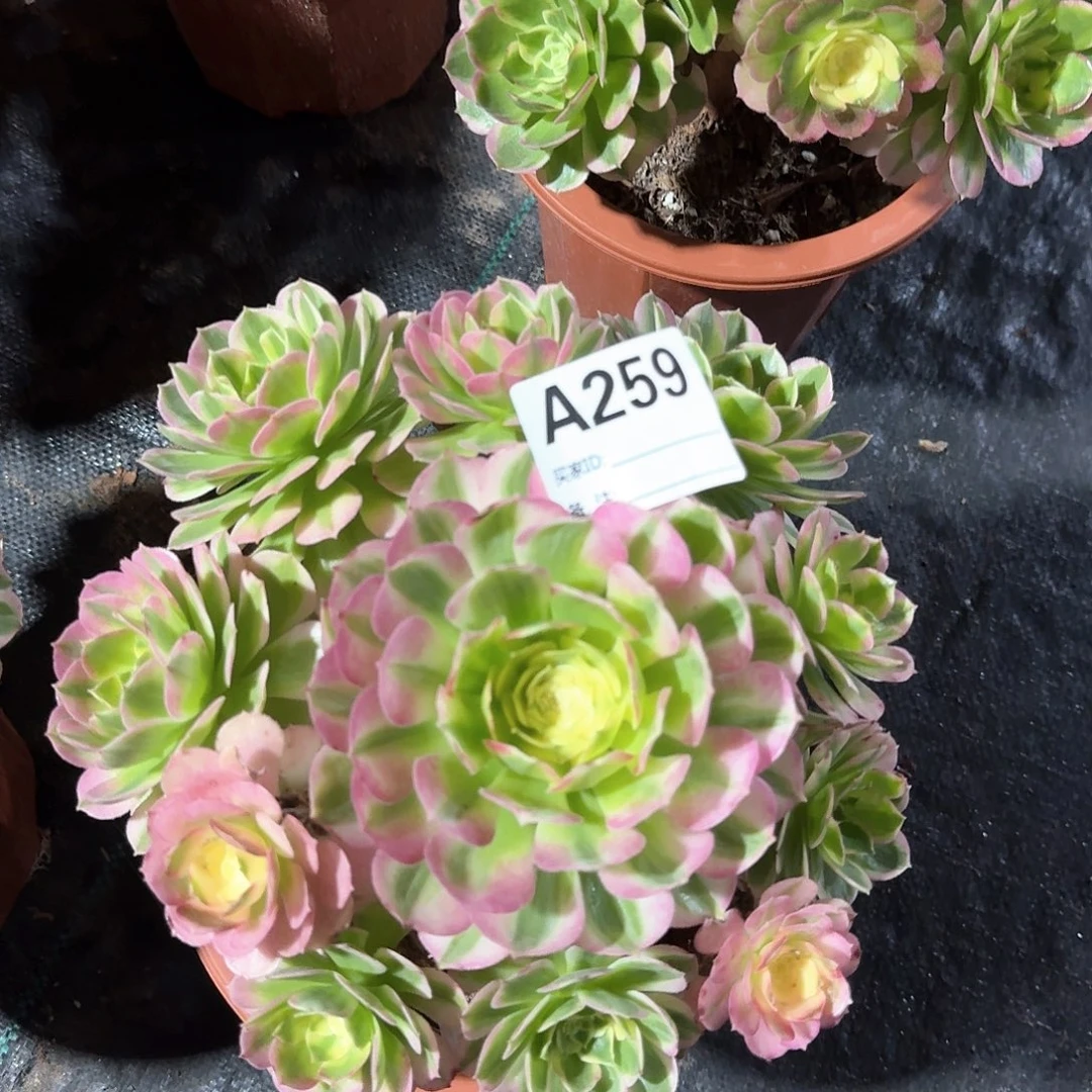 海仙多肉法师aaa259