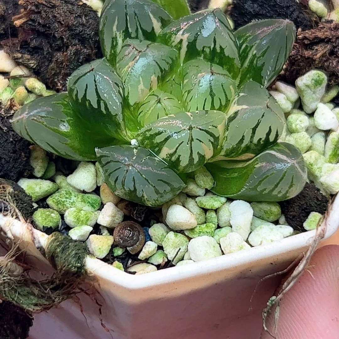 水晶灯锦十二卷多肉植物