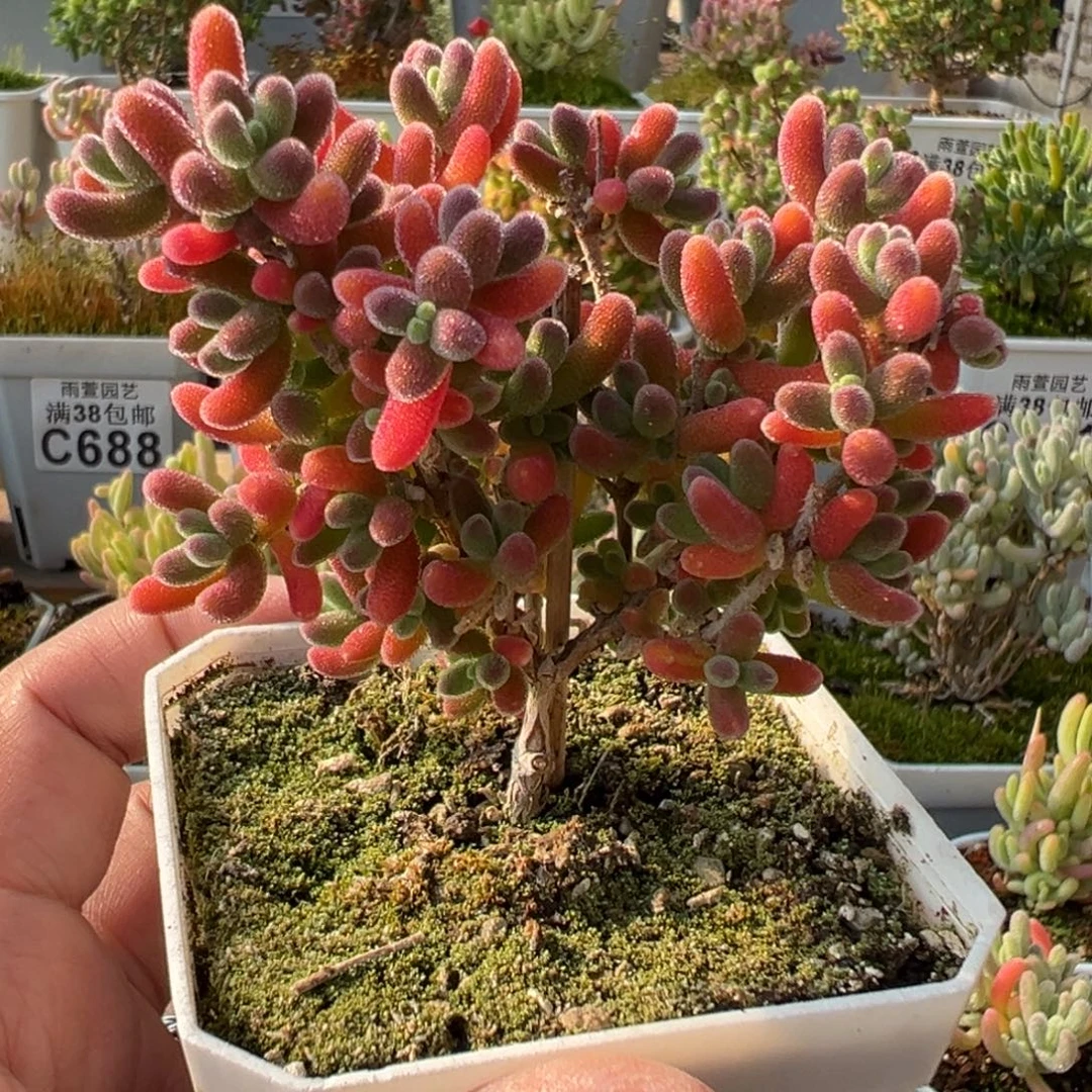 28-316红叶优选老桩七方盆