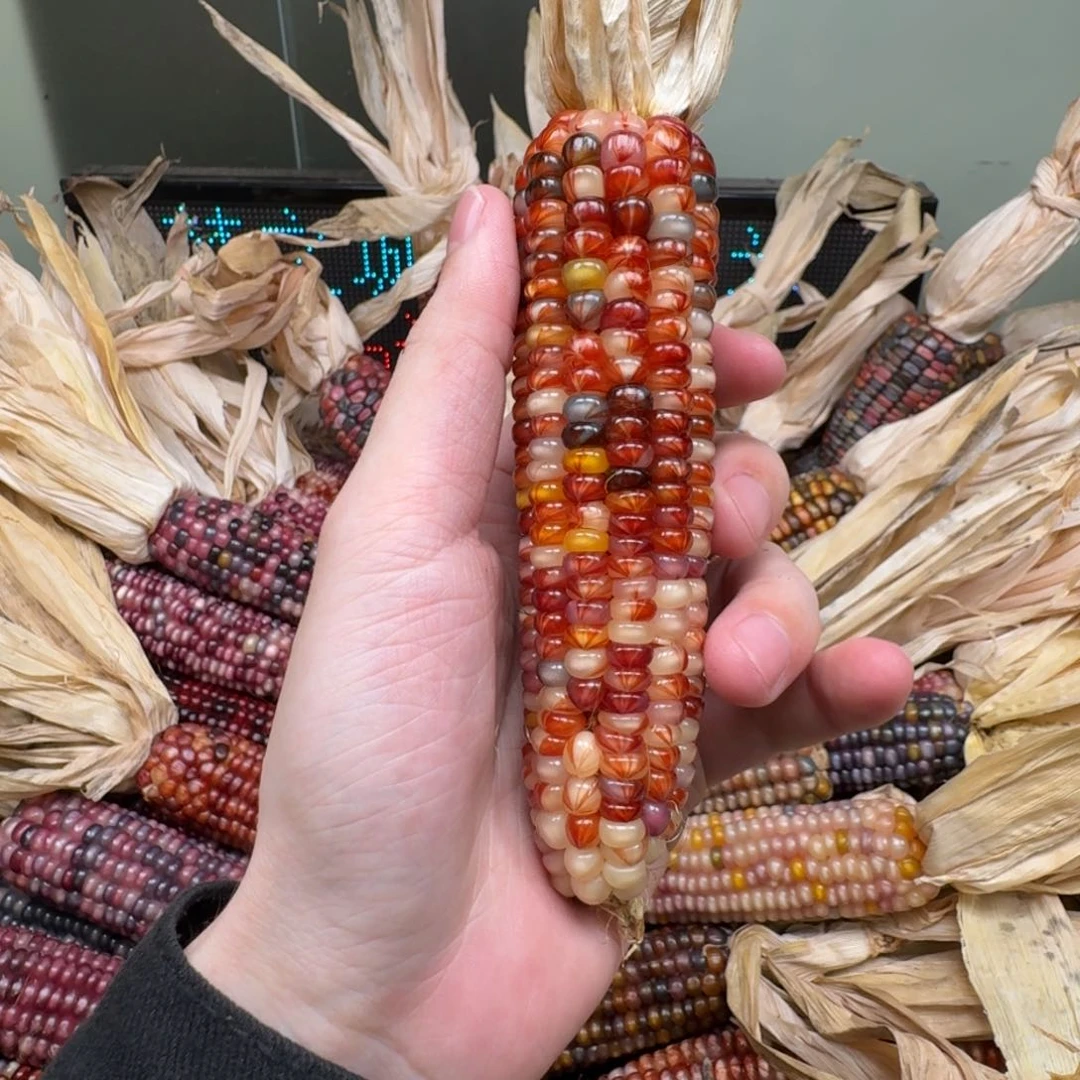 柏香籽/百香籽吊坠瓜***友
