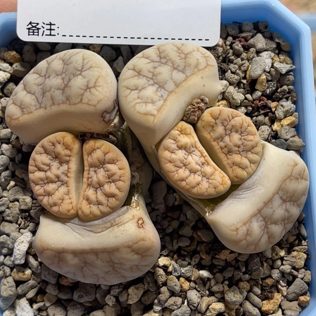 7369双头拿铁189凹凸