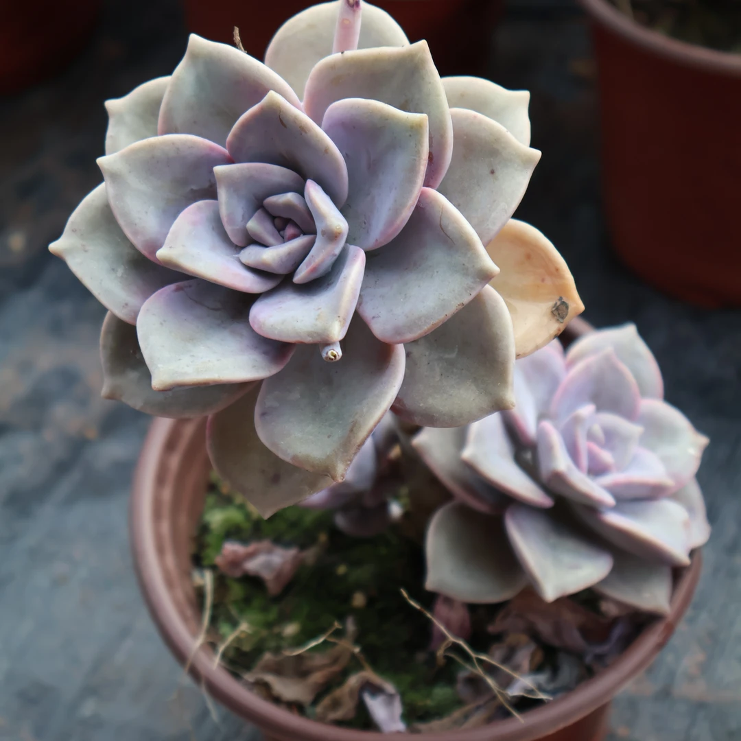 新手必入造型款紫乐多肉！皮实好养，一年四季都是这个状态！