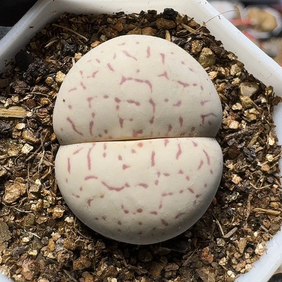 生石花等植物1111111。   172