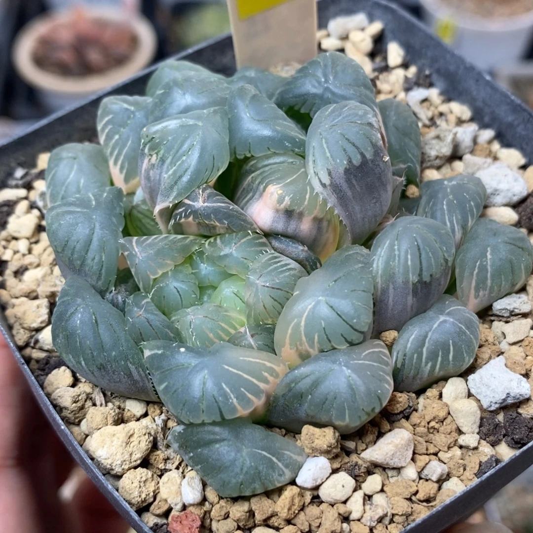 552湖水底座一物一拍
