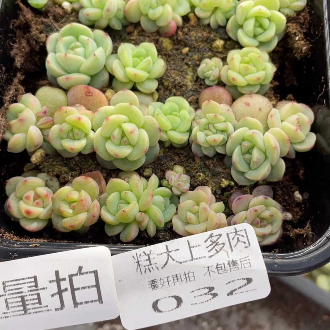 32号量拍啊啊啊啊