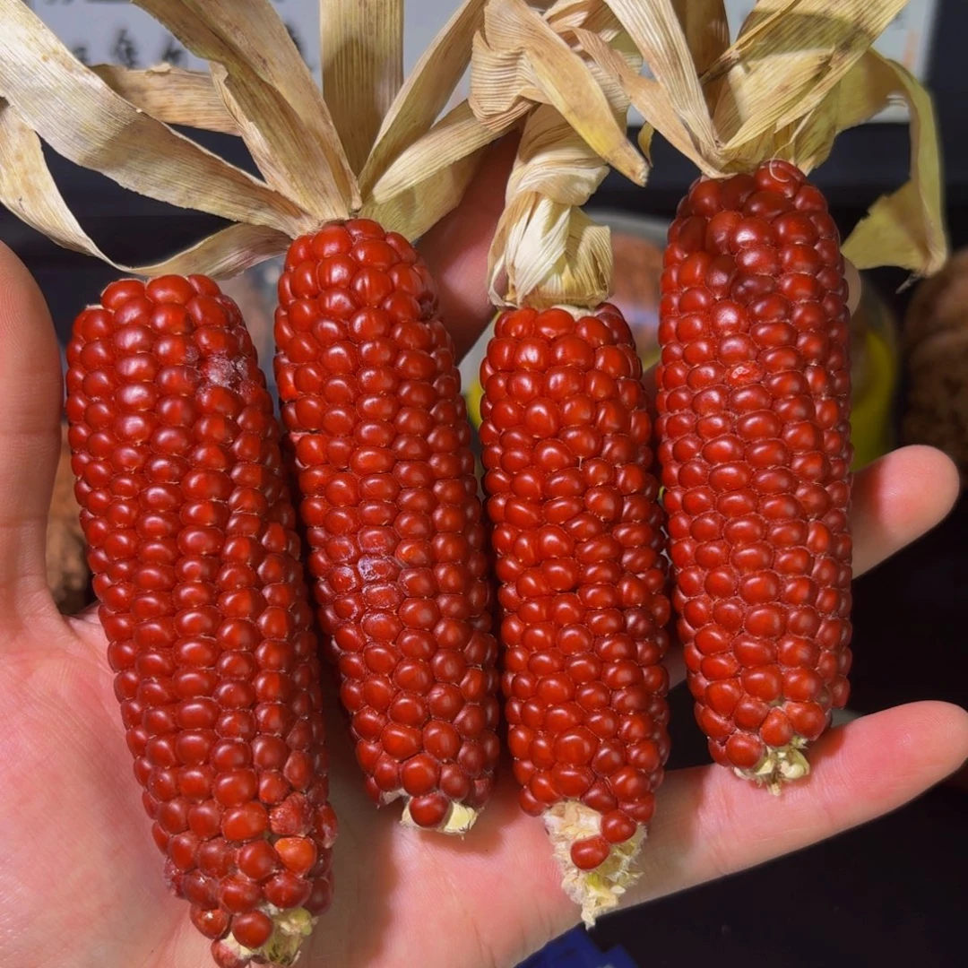 文玩核桃吊坠体验玉米