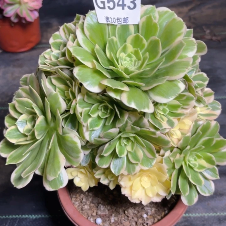 瑞妈多肉1.28.543