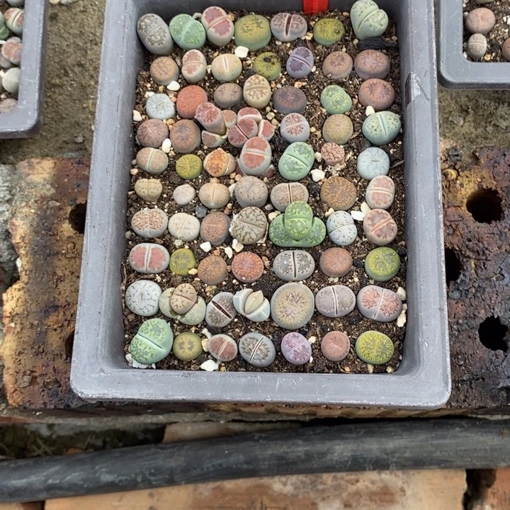 算****生石花等植物的生长162