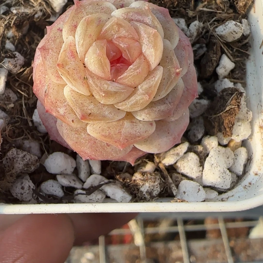 多肉小卡拉米糖心一物一拍