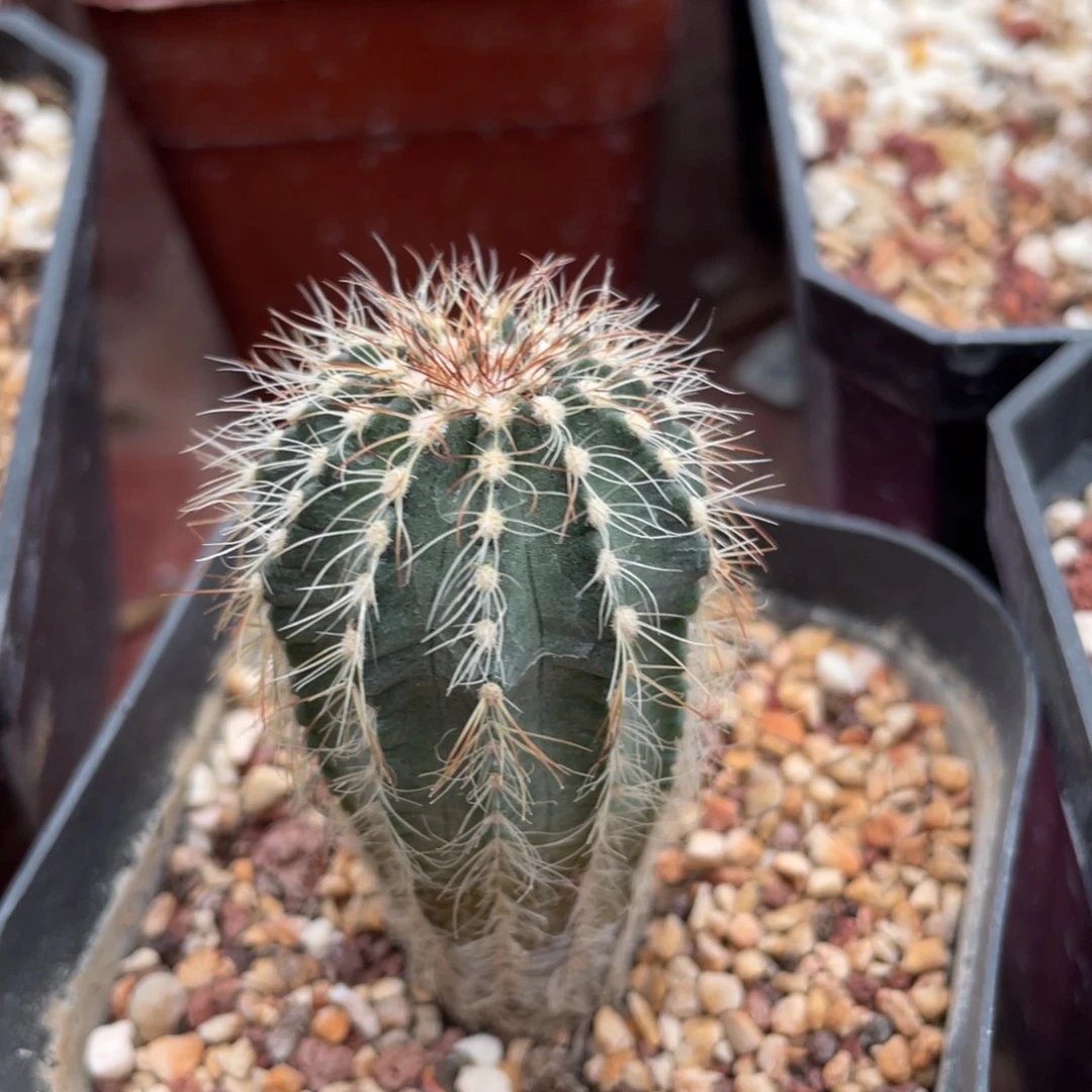 鹿角柱实生仙人球魏氏明石丸