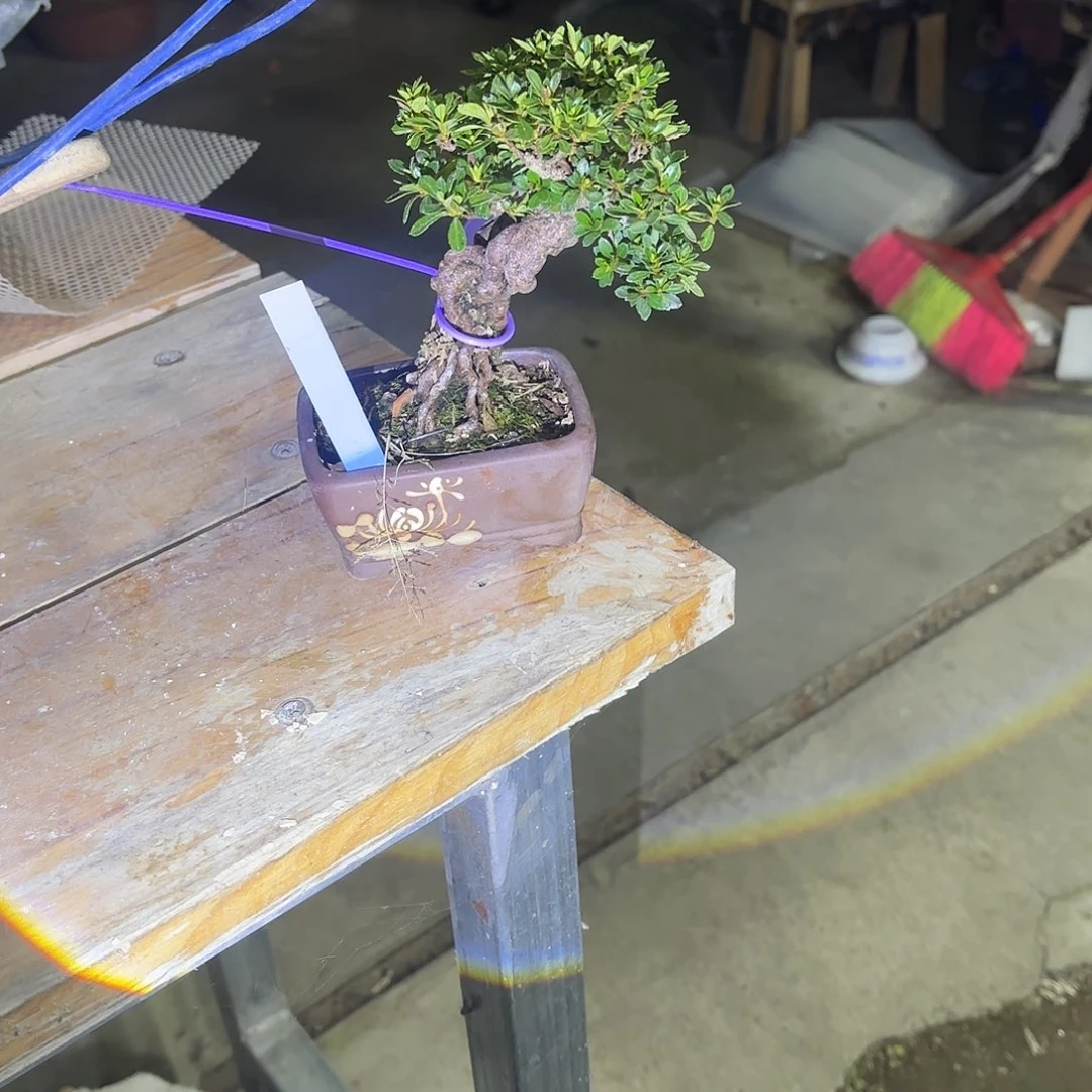 无花朵日本进口杜鹃明美之月