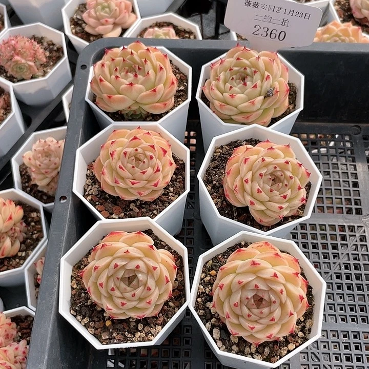 薇薇安园艺多肉2360
