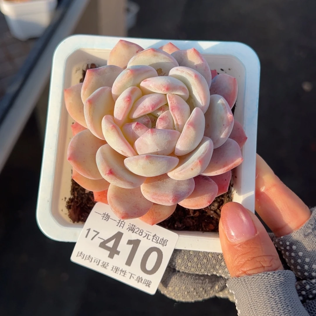 橙梦露多肉多肉多肉