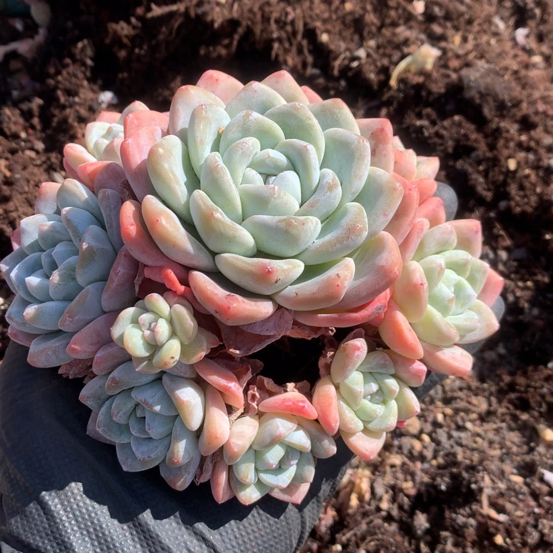 陈***秧陈   新疆西藏内蒙古不包邮的