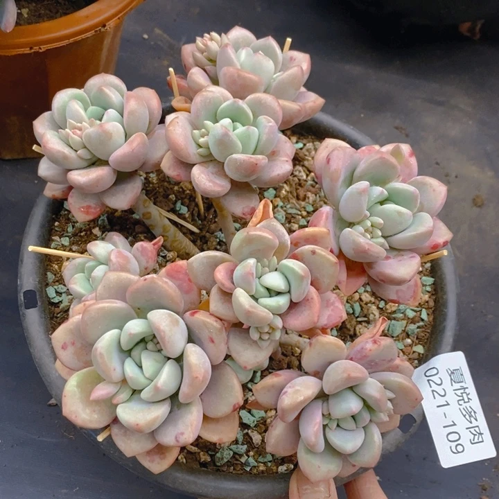 夏悦多肉 0221-109花瓣路