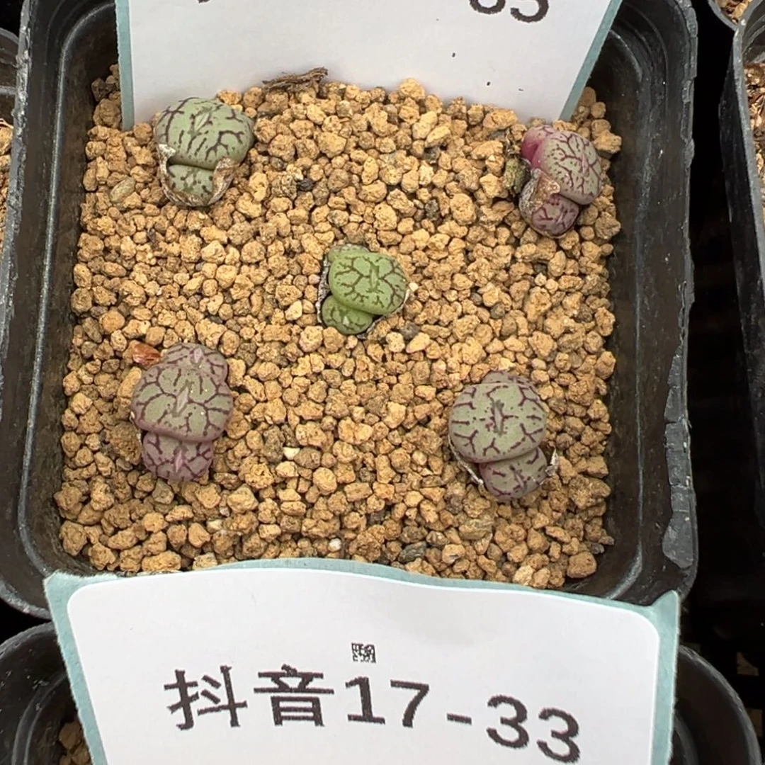 17-35肉锥多肉植物