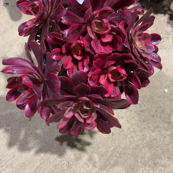 我***?1470蒙娜丽莎多肉植物