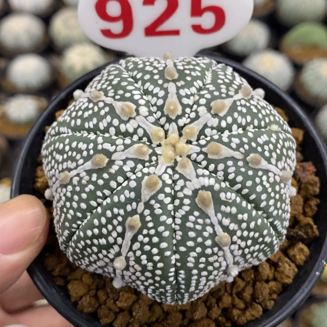 925七愣山川奇迹兜