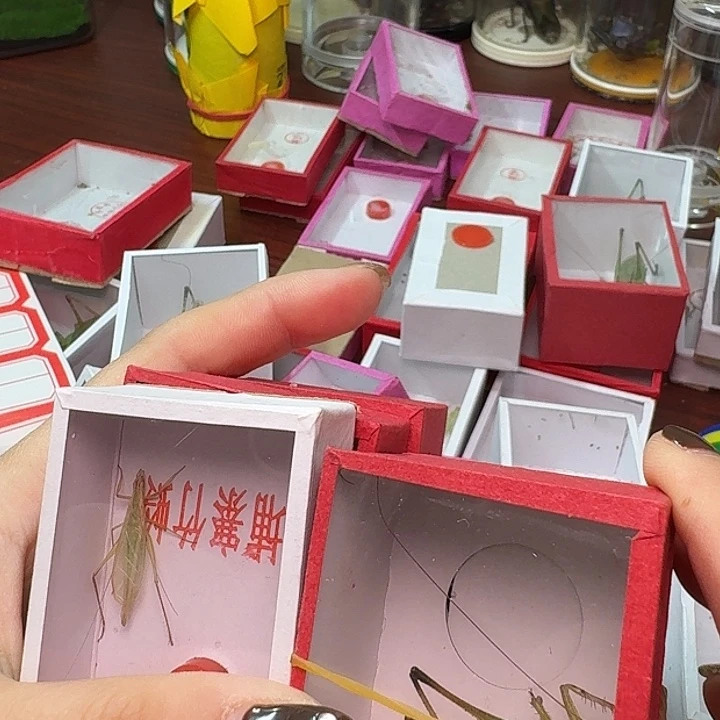 用***4蟋蟀5条。              虫