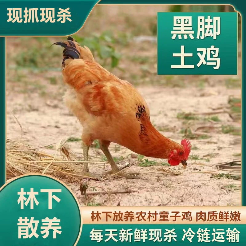 【山里人】买四送一放养120天黑脚童子鸡 一只净重2斤5只净重10斤