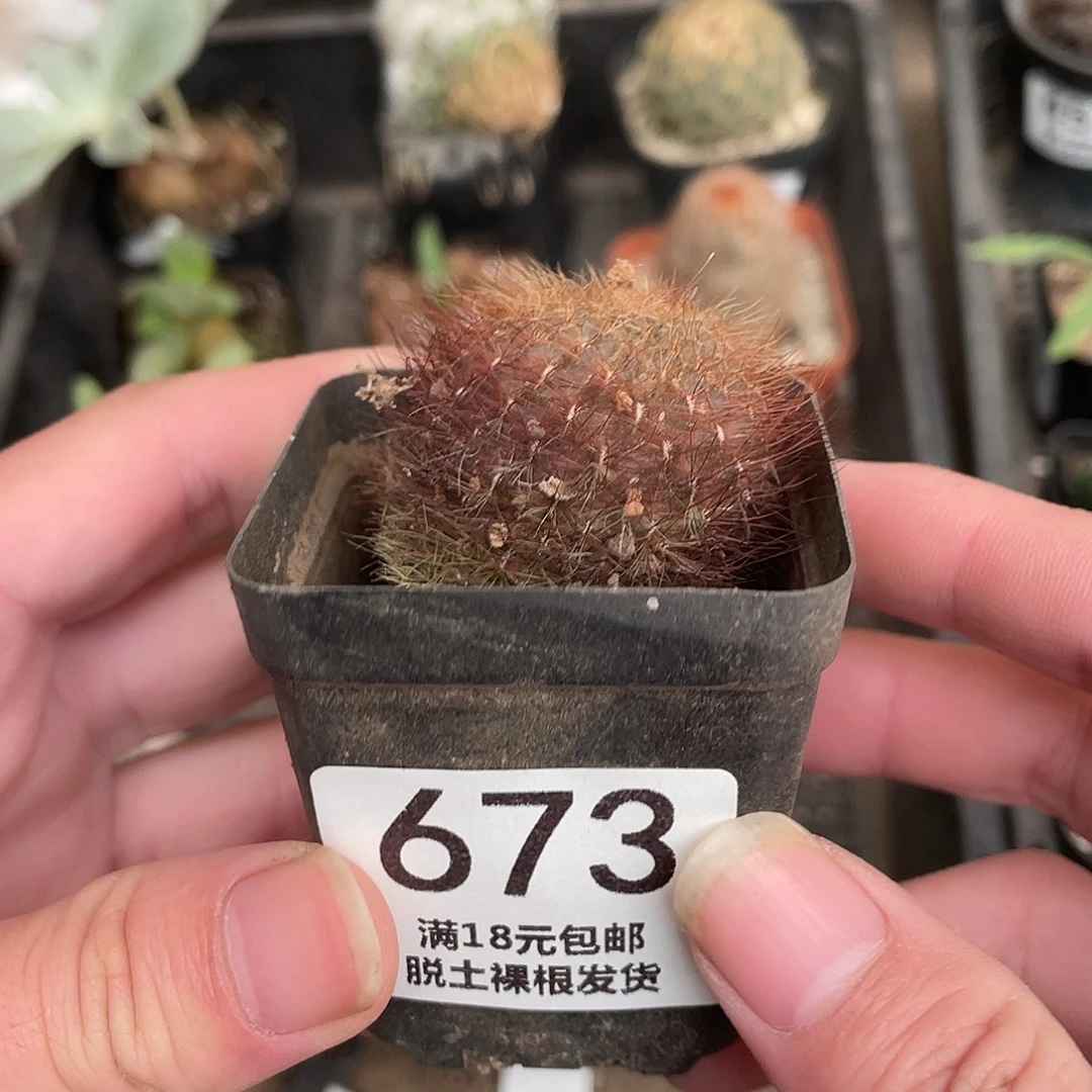 673百丝巢（满18包邮）