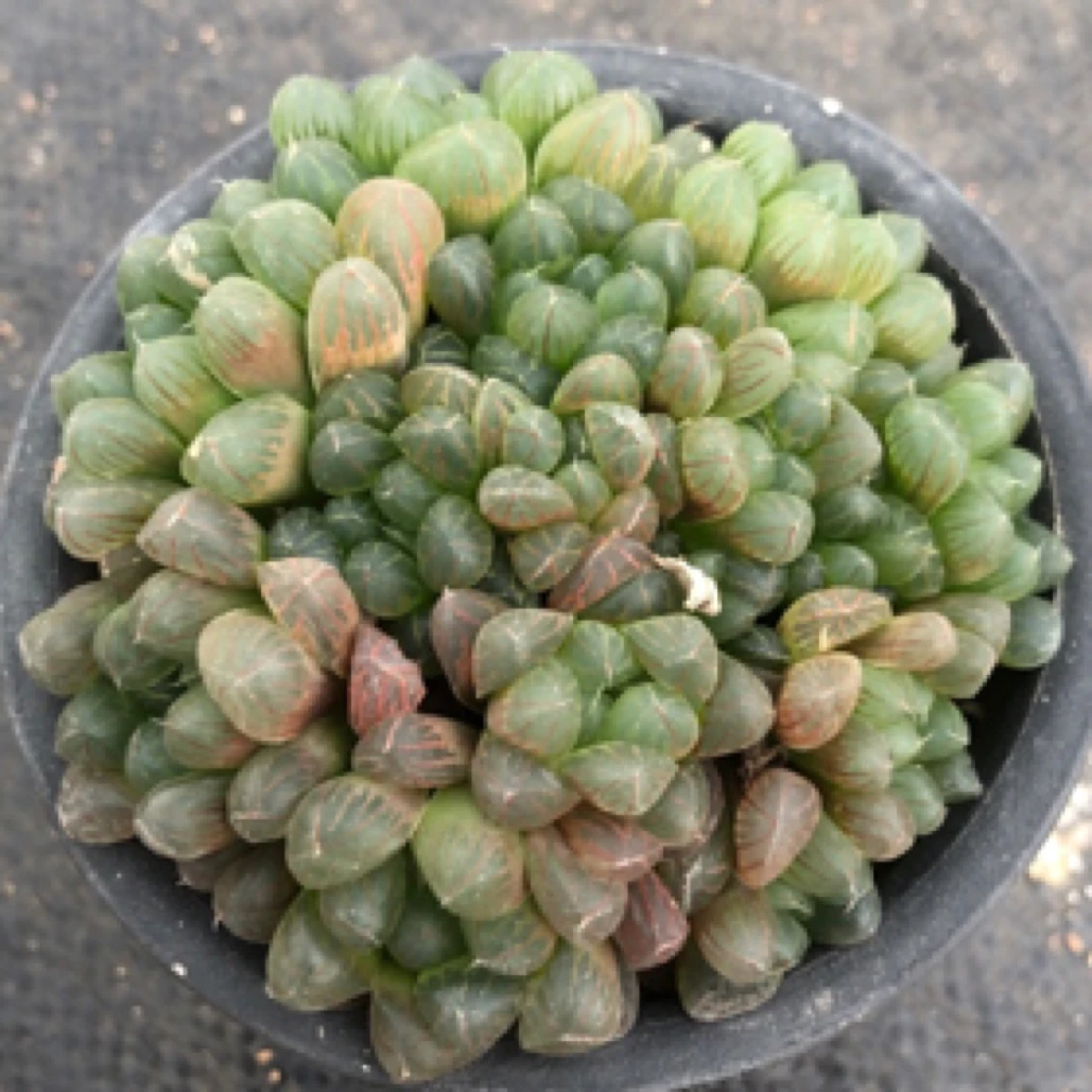 冰灯优选玉露 多肉植物