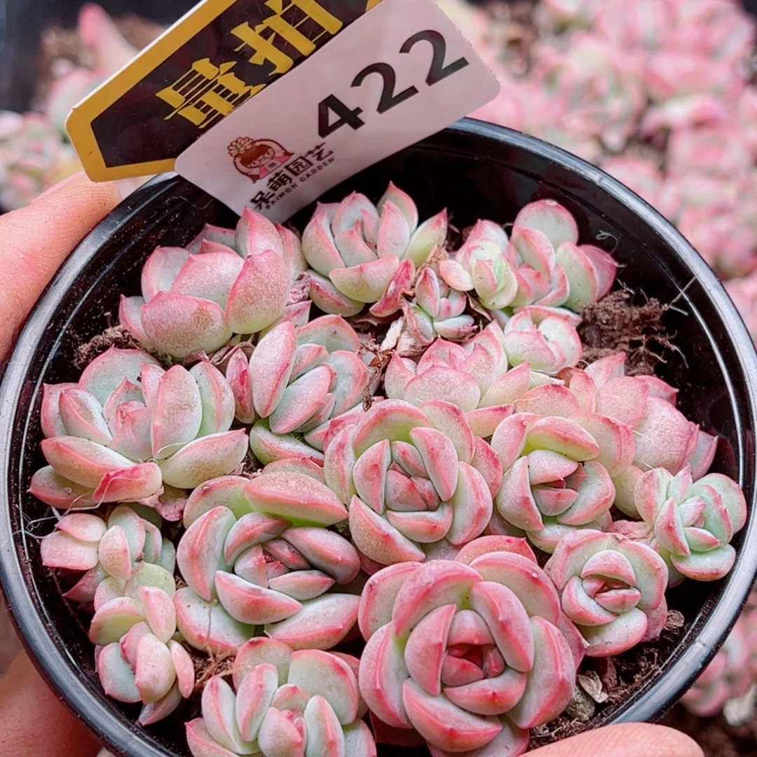 多肉植物多肉植物