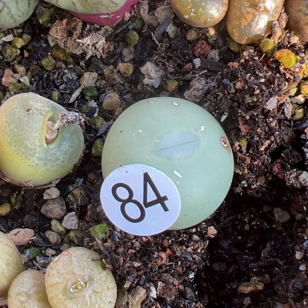 多肉植物111111111111111