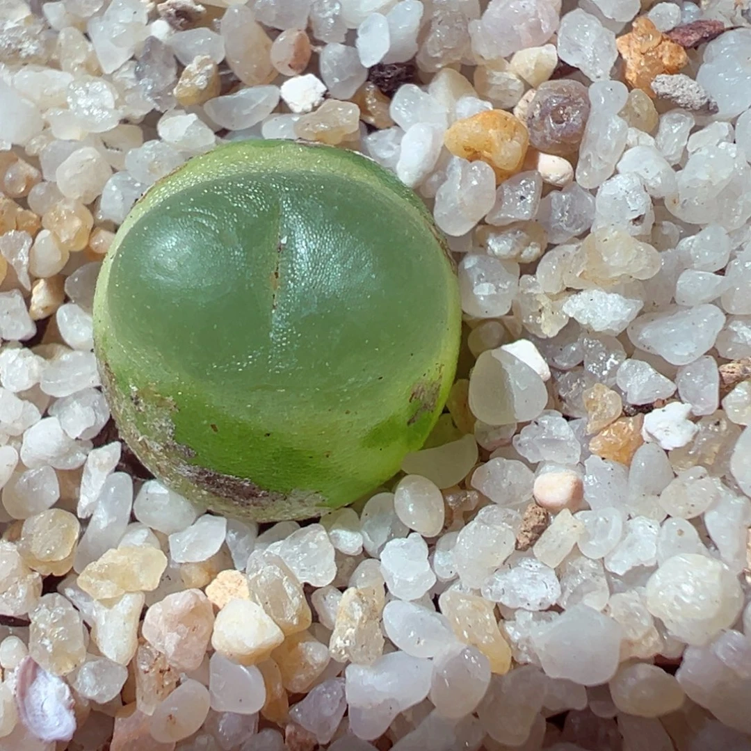 1229-300多肉多日拉登1.2cm