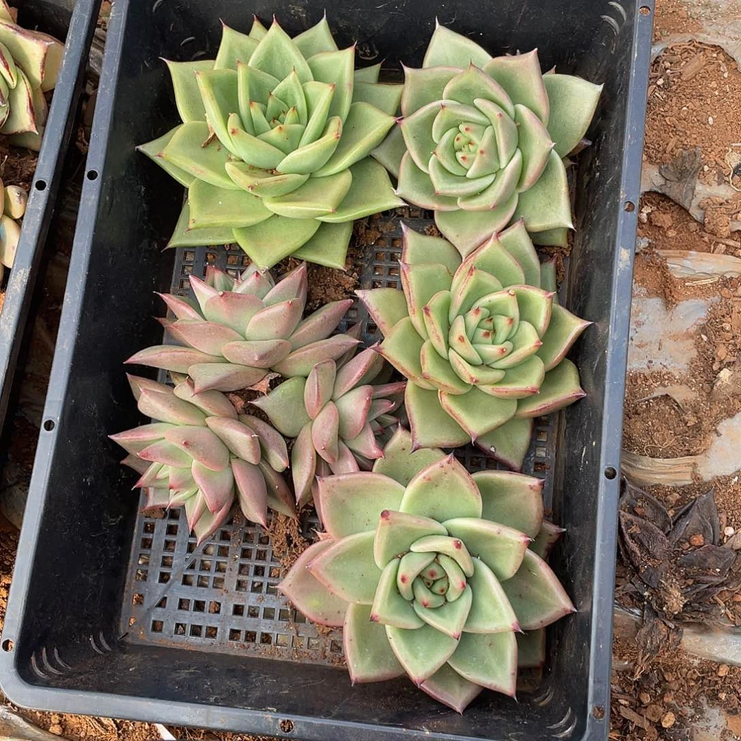 若如东云单拍E561