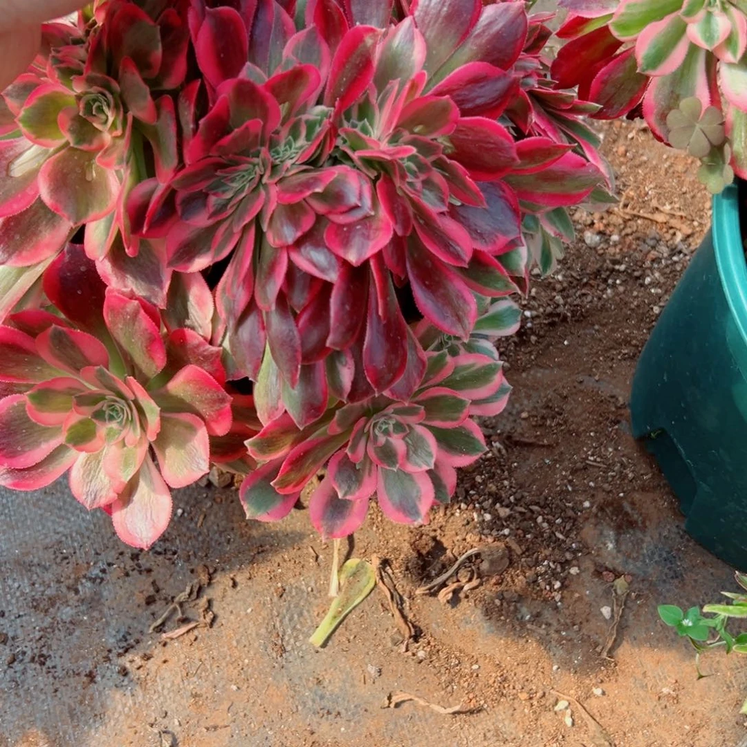 我3787 号多肉法师新年福利