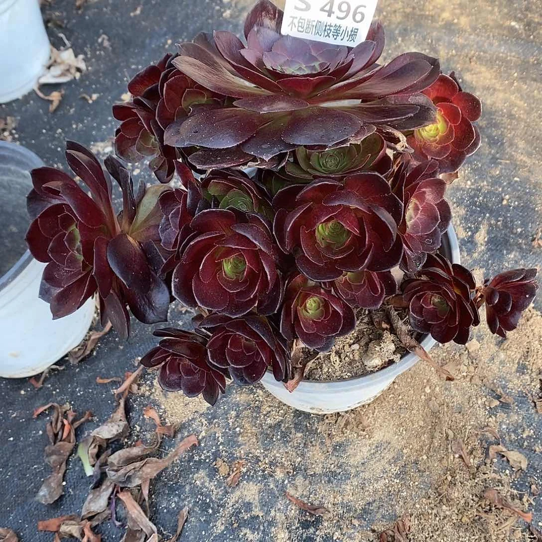 糖*496黑魔多肉法师y有砍