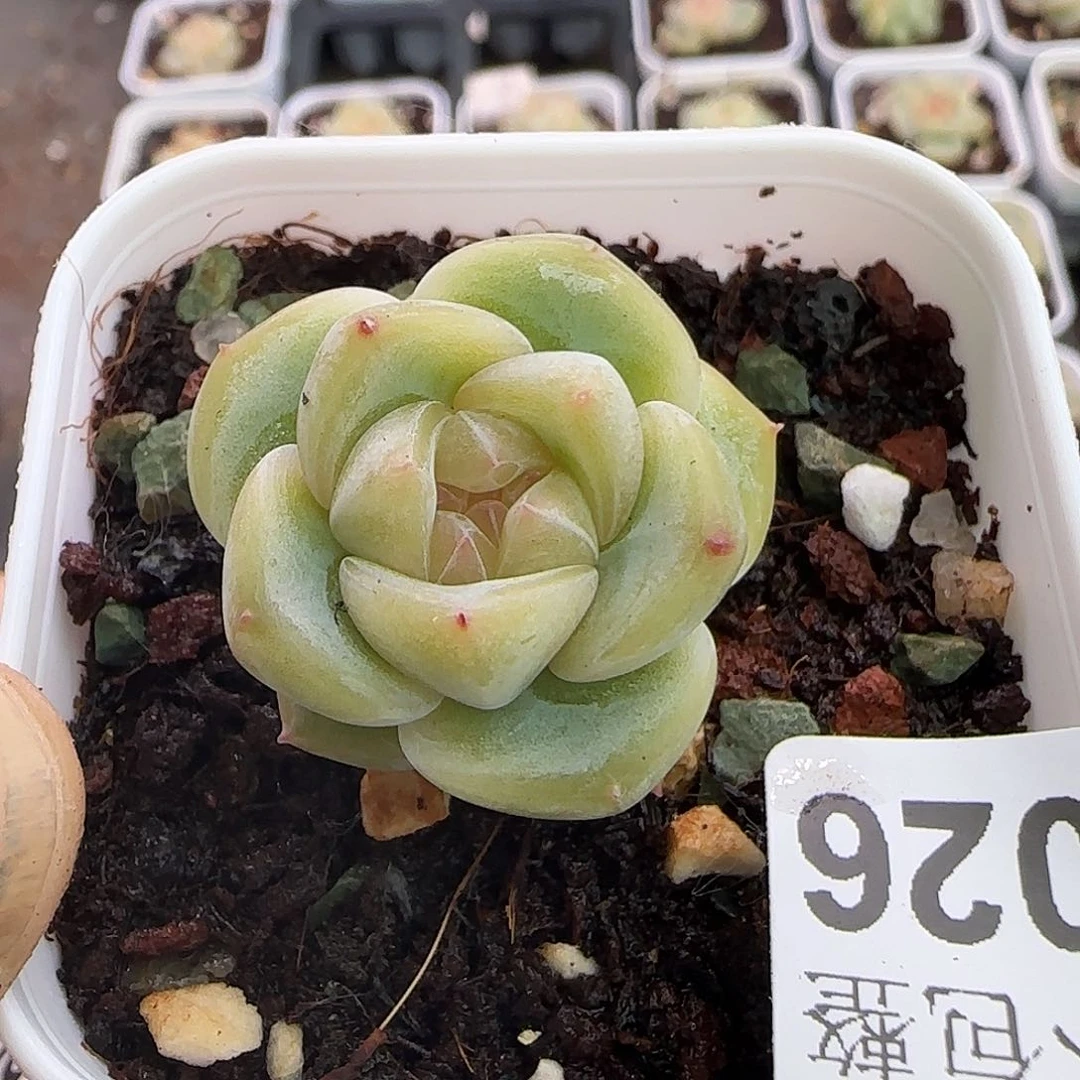 小卡拉米糖心一物一拍9-26