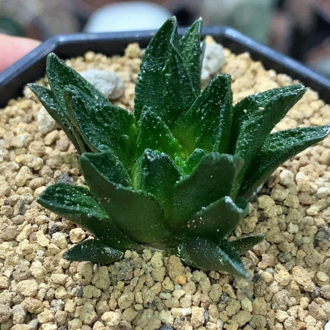 孤品实生特选株顶级短宽尤龙角牡丹3.6cm中体苗