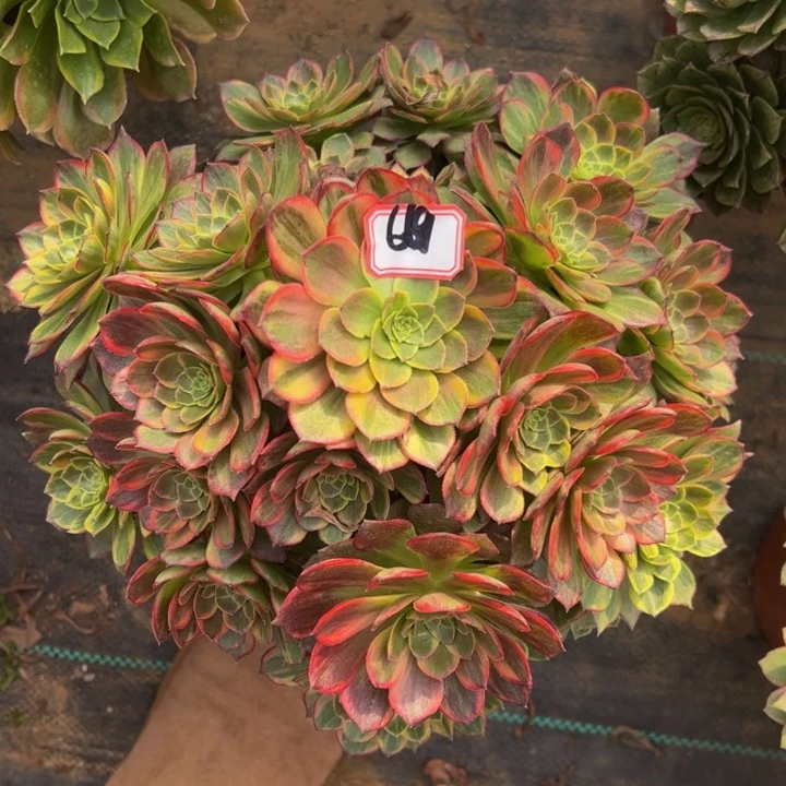 万黄锦多肉植物6-69