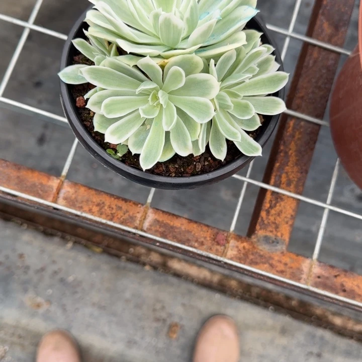 柠檬玫瑰锦多肉植物