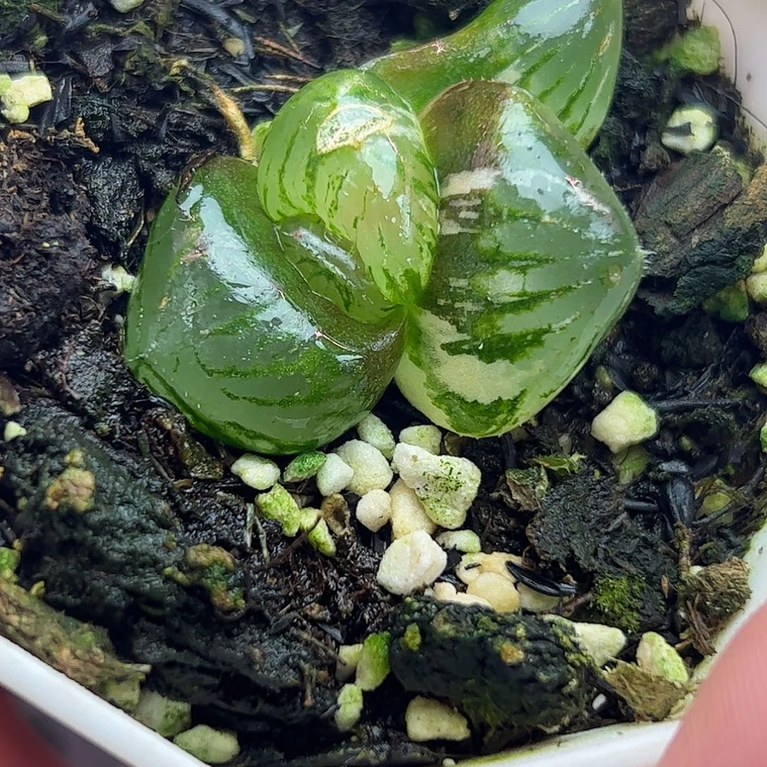 巨峰玉露锦十二卷多肉植物