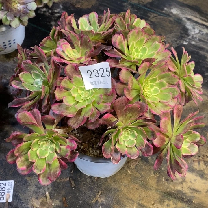 2325水墨画多肉断头不包